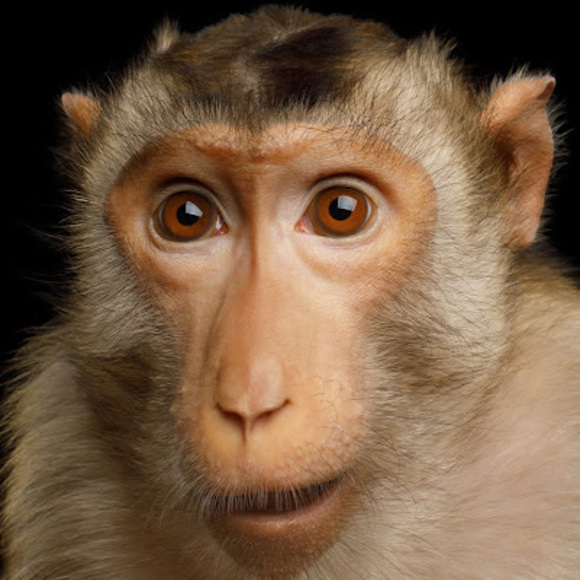 Meet your Posher, August a - Picture 1 of 1